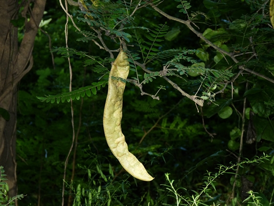 {Gleditsia triacanthos}